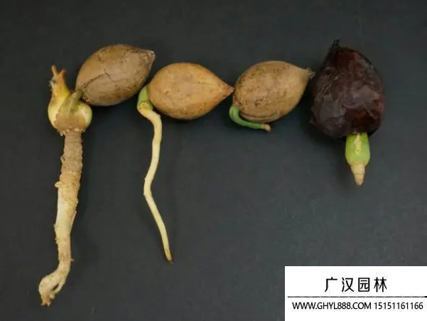 蘇鐵種子