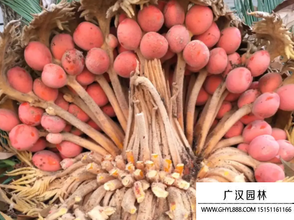 蘇鐵種子