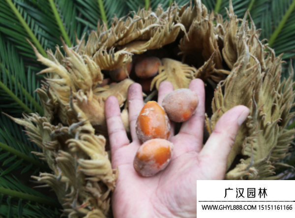 蘇鐵種子