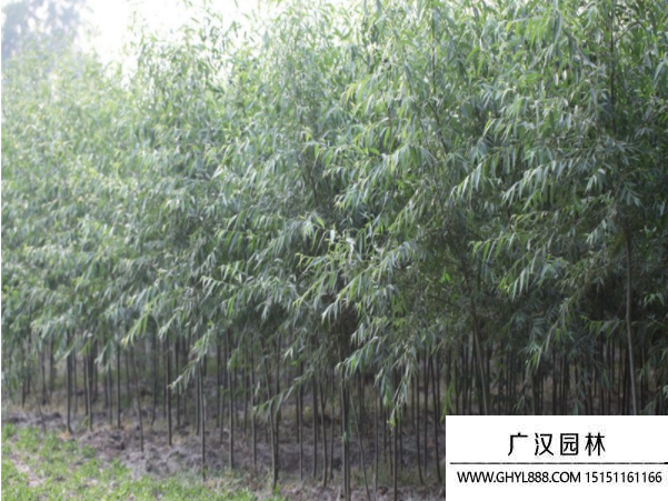 美國竹柳