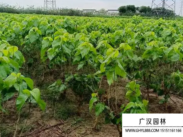 桑樹