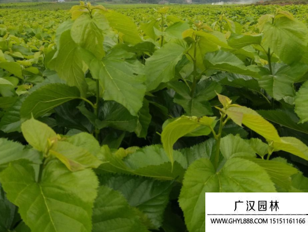 桑樹