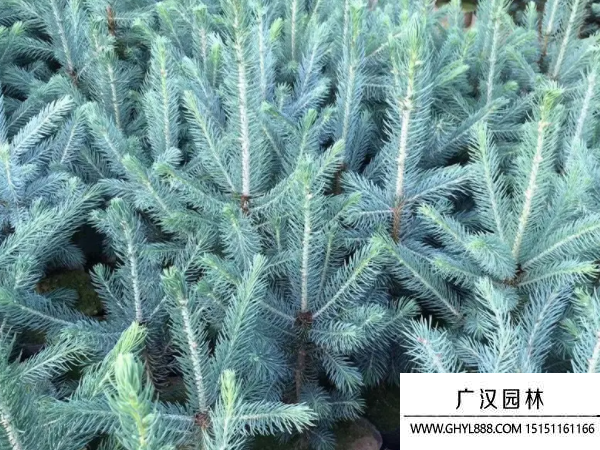 藍衫種子