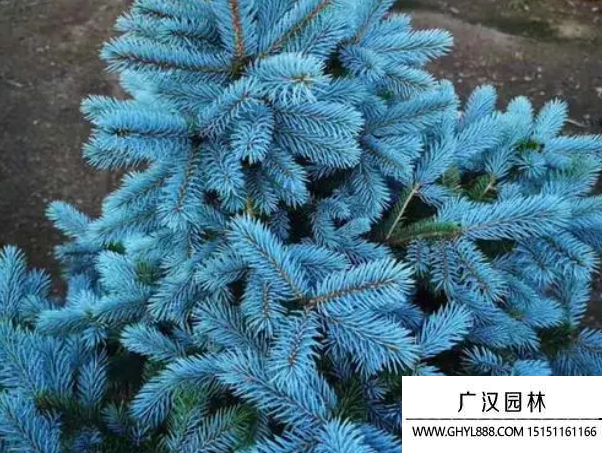 藍衫種子