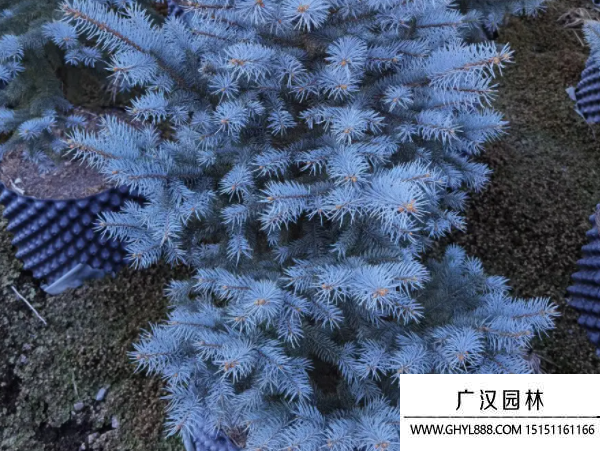 藍衫種子