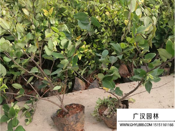 金森女貞種子