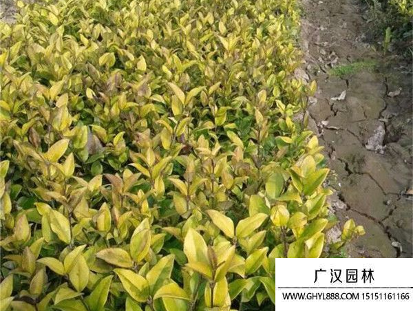 金森女貞種子