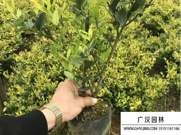 金森女貞種子