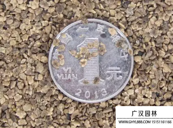 地膚種子
