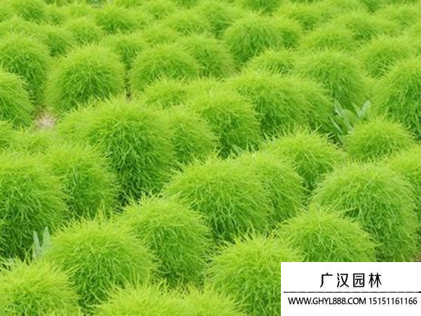 地膚種子