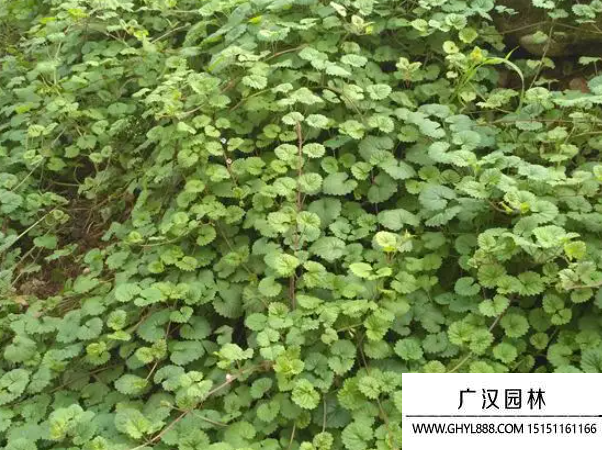 連線草