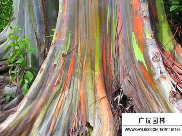 彩虹桉樹