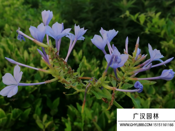 藍花丹種子