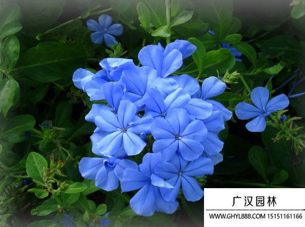 藍花丹種子