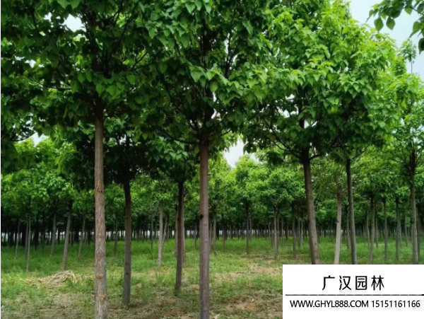 楸樹