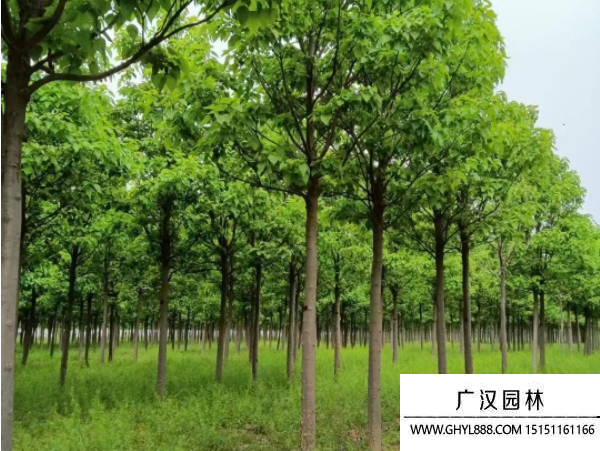 楸樹