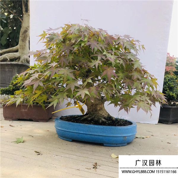 山紅葉盆景