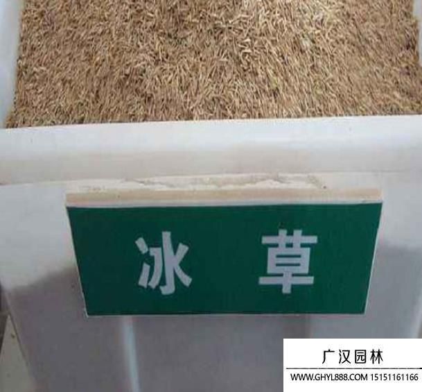 內蒙赤峰種子