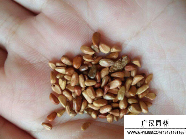 玫瑰花種子