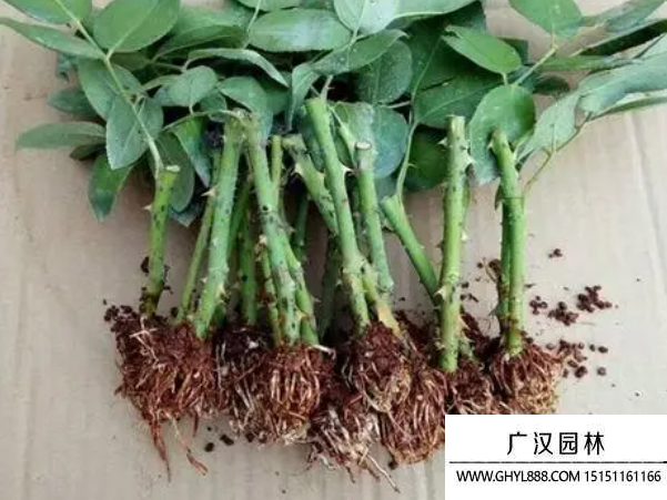 玫瑰花種子