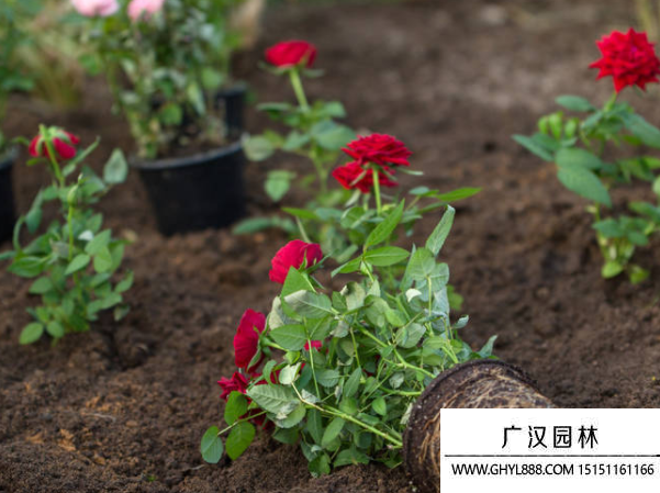玫瑰花種子