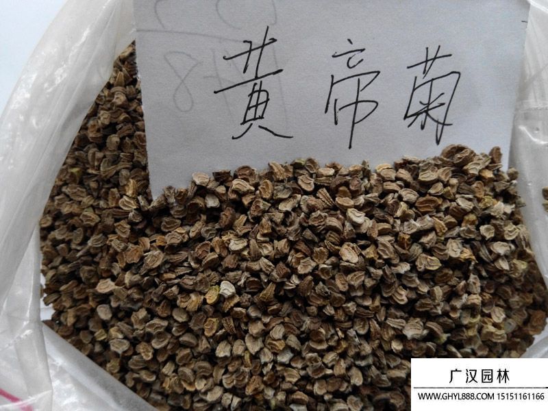 黃帝菊.jpg