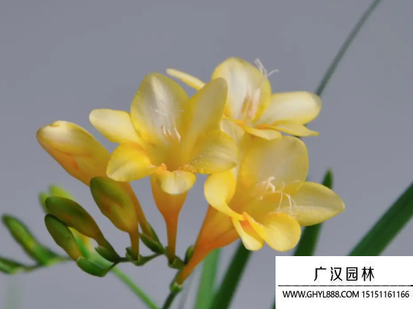 香雪蘭