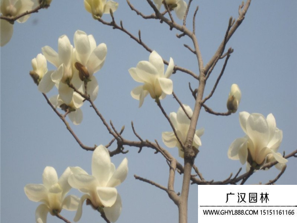 白玉蘭
