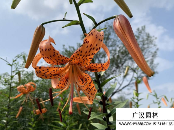 百合卷丹種子