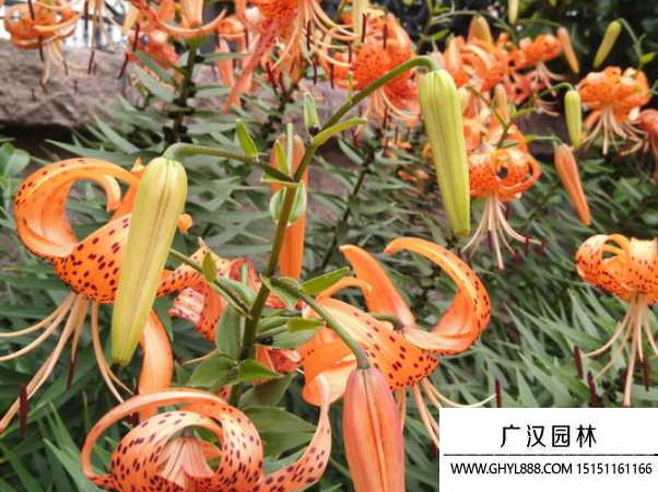 百合卷丹種子