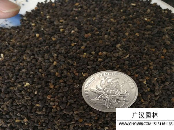 飛燕草種子