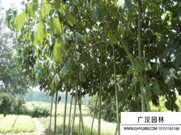 青銅樹