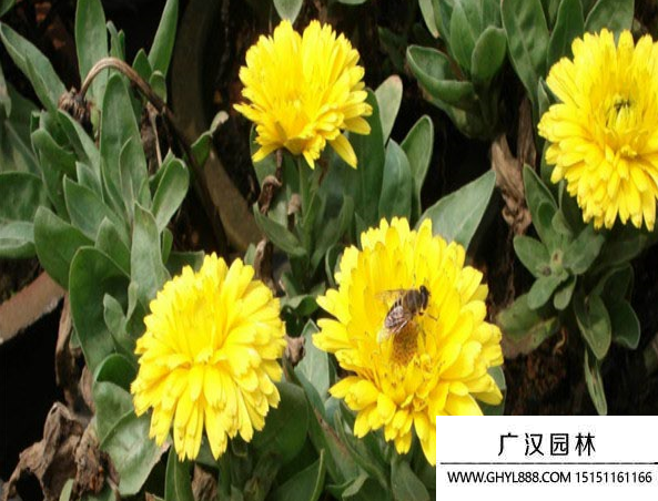 金盞花