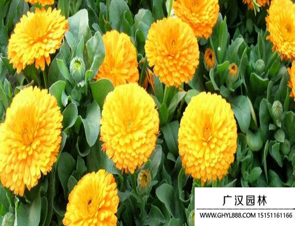 金盞花