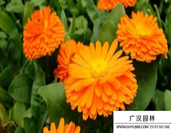 金盞花