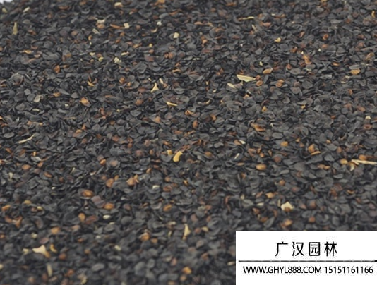 石竹子種子