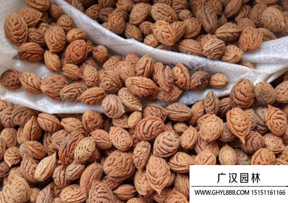 桃子種子