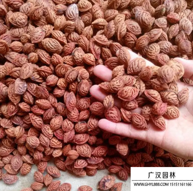 桃子種子