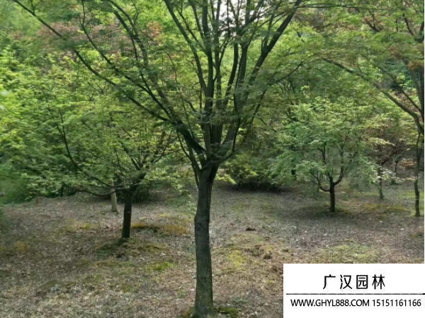 青楓