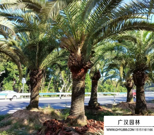 加拿利海棗