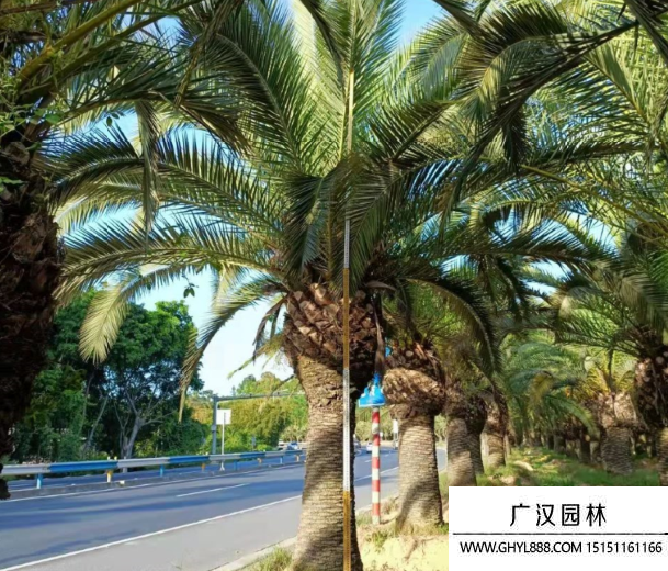加拿利海棗