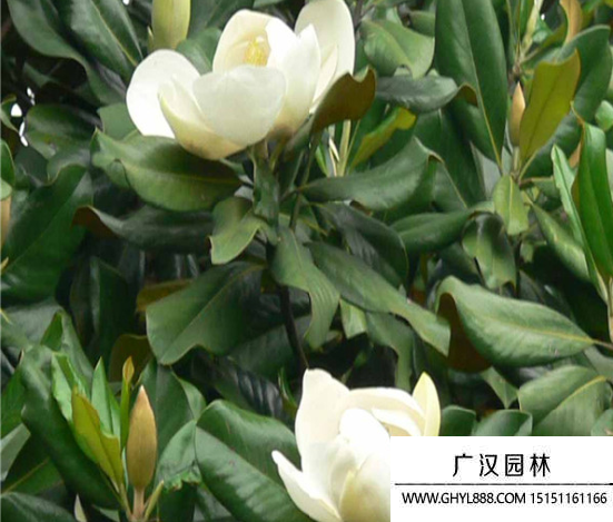 廣玉蘭