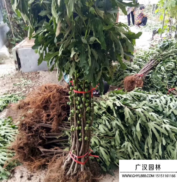 波姬紅無花果