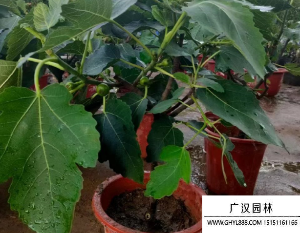 波姬紅無花果
