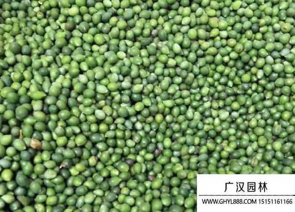 羅漢松種子