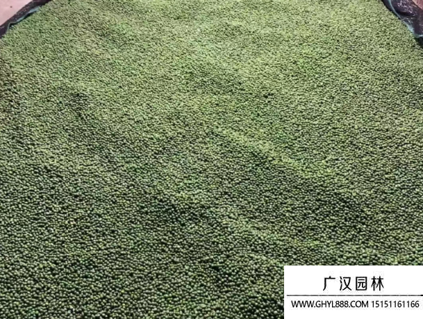 羅漢松種子