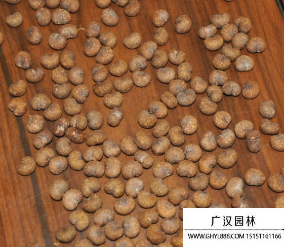 猴面包樹種子