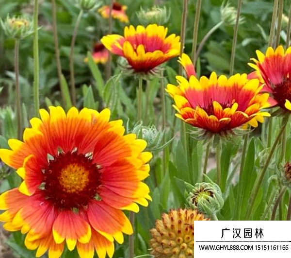 無人菊