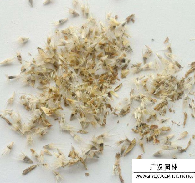 無人菊種子