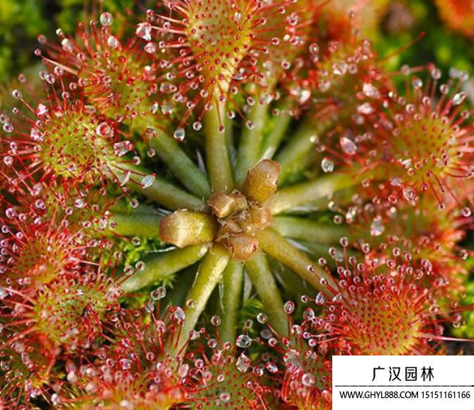 茅膏菜種子